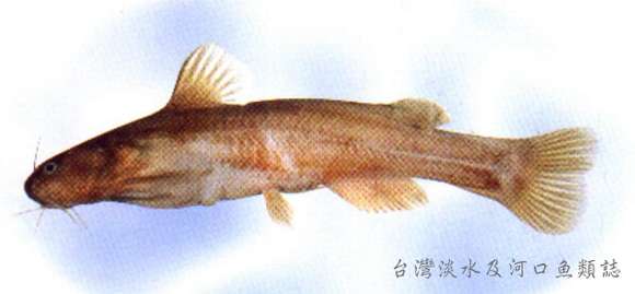 Image of Pseudobagrus