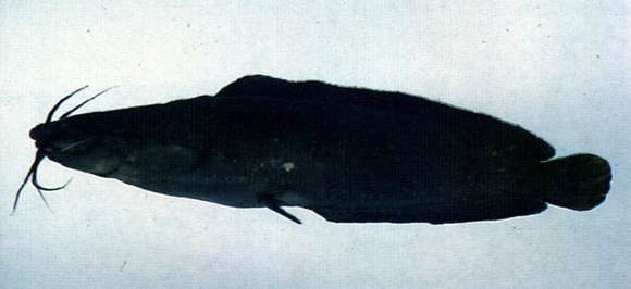 Image of walking catfishes