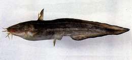 Image of eeltail catfishes