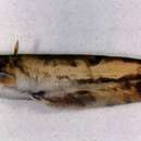 Image of Amur catfish