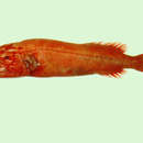 Image of Red Whalefish