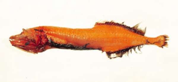 Image of largenose fishes