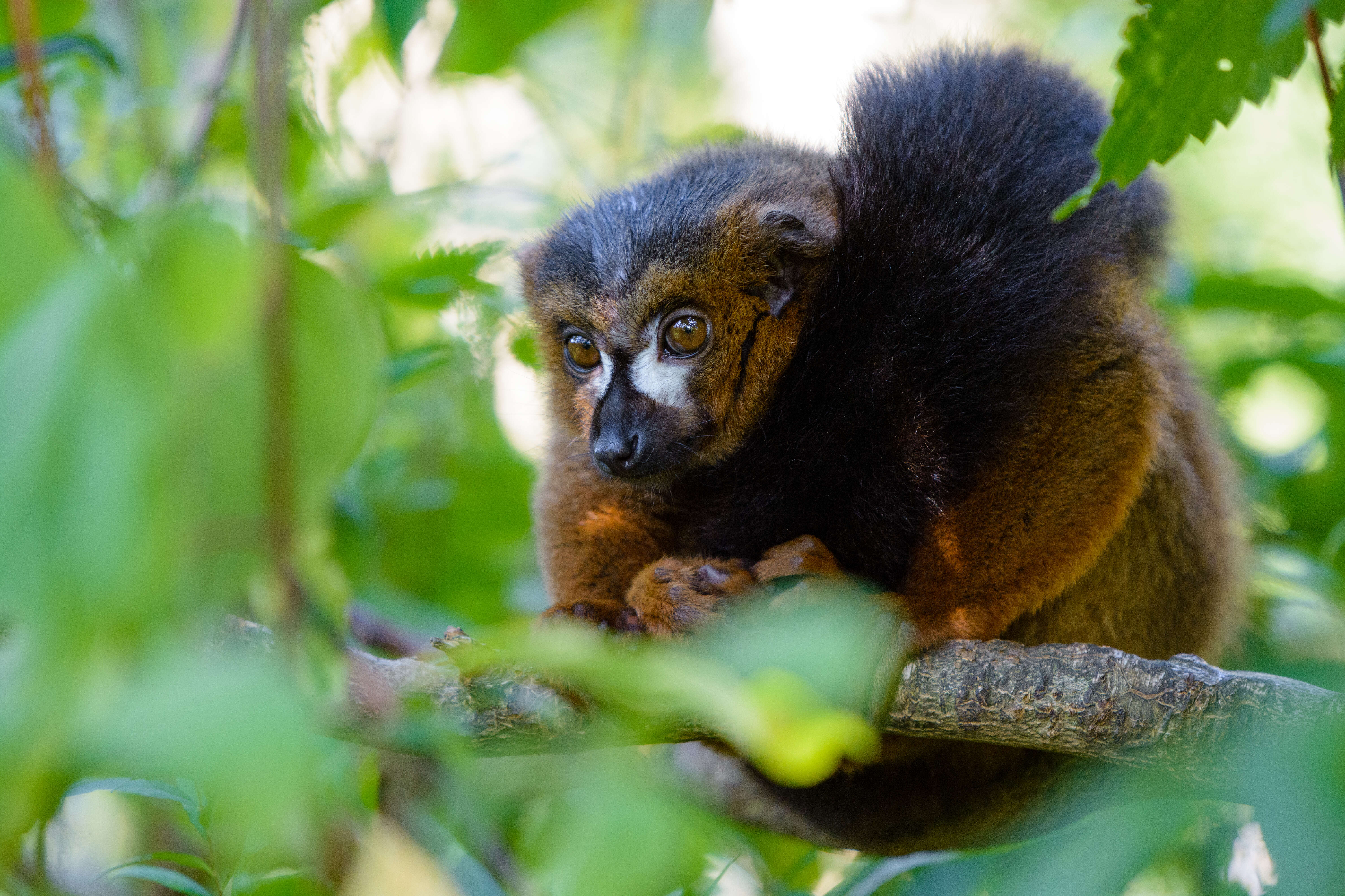 Image of Red-bellied Lemur