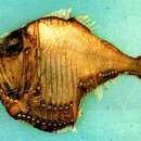 Image of Atlantic Silver Hatchetfish