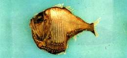 Image of marine hatchetfishes