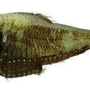 Image of Deepsea hatchetfish