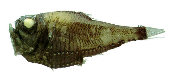 Image of marine hatchetfishes