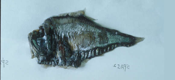 Image of Argyropelecus