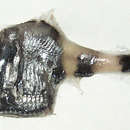 Image of Axefish