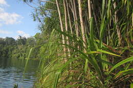 Image of Pandanus gemmifer