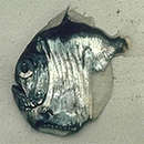 Image of Diaphanous Hatchet Fish