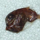 Image of Dark hatchetfish