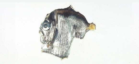 Image of Sternoptyx