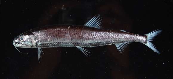 Image of Astronesthes