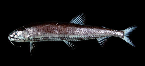 Image of Astronesthes