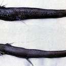 Image of Dannevig's Dragonfish