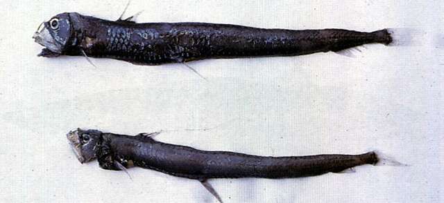 Image of viperfish
