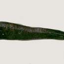 Image of Whitepen dragonfish