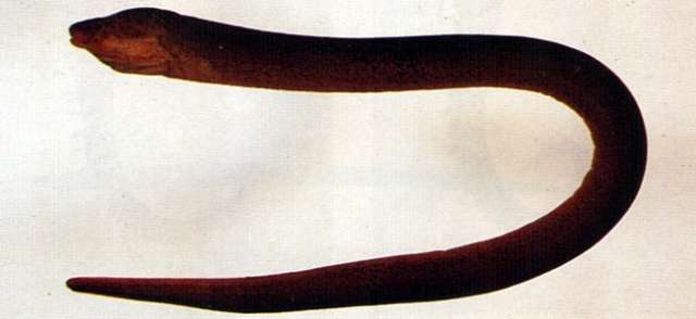 Image of Synbranchoidei