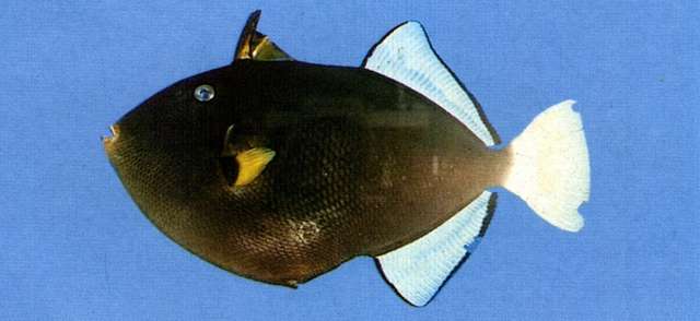 Image of Melichthys