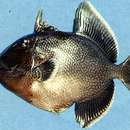 Image of Bluestriped triggerfish