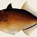 Image of Brown-lined triggerfish