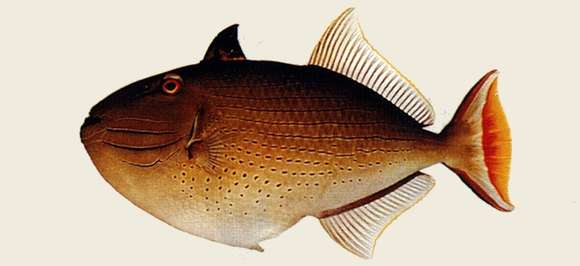 Image of Xanthichthys