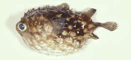 Image of Chilomycterus