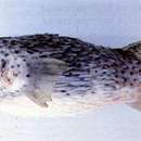 Image of Pelagic Porcupinefish