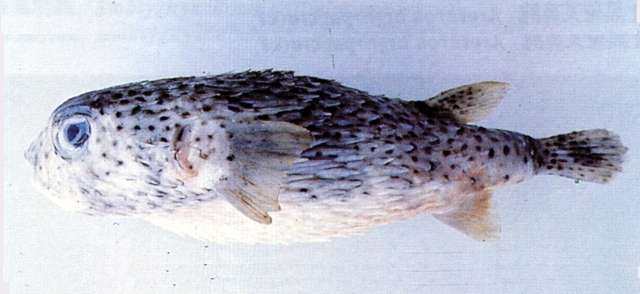 Image of Porcupinefish