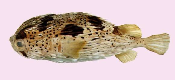 Image of Porcupinefish