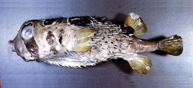 Image of Porcupinefish