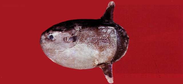 Image of Mola