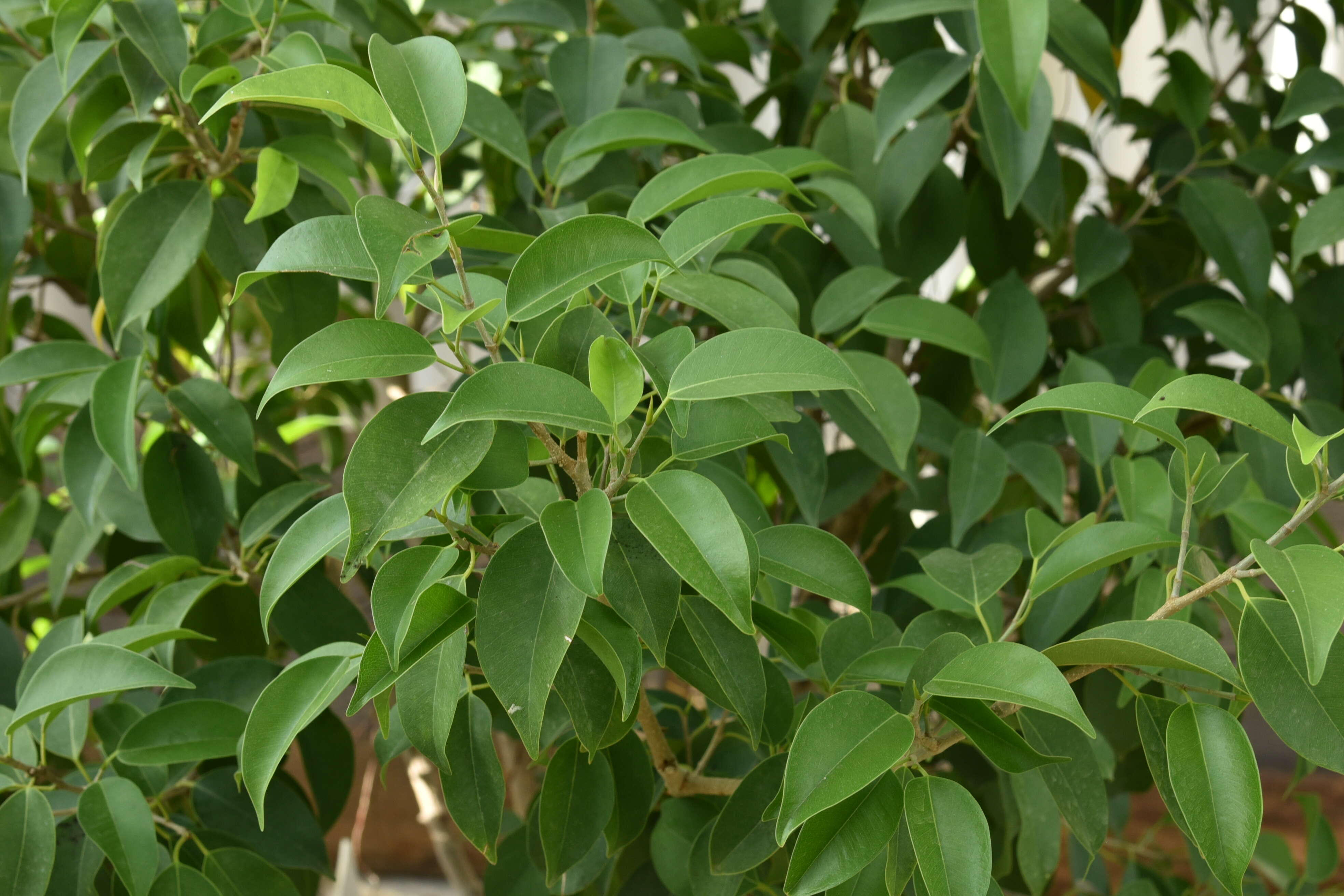 Imagem de Ficus benjamina L.