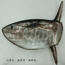 Image of Dwarf Sunfish