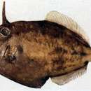 Image of Spectacled Filefish
