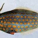 Image of Beaked Leatherjacket