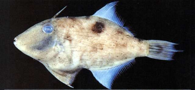 Image of black sand filefish