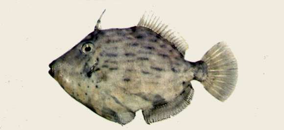 Image of Stephanolepis
