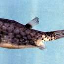 Image of Longhorn cowfish