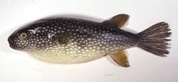 Image of Starry Toadfish