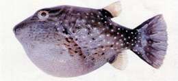 Image of Ambon Pufferfish