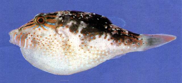 Image of Bennett's Pufferfish