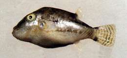 Image of Brown-lined Puffer