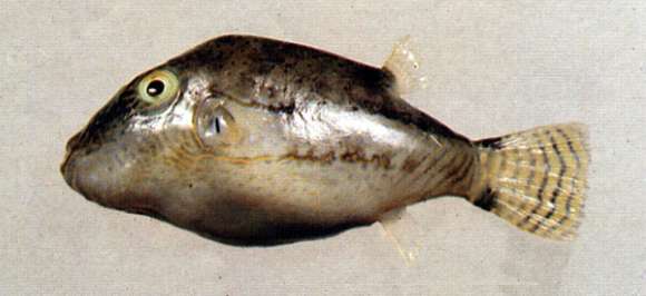 Image of Brown-lined Puffer