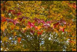 Image of American Sweetgum