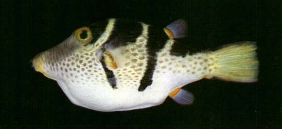 Image of Canthigaster