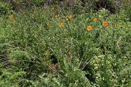 Image of Orange poppy