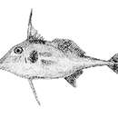Image of Long-tail tripodfish