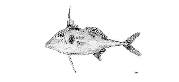 Image of Tripodichthys